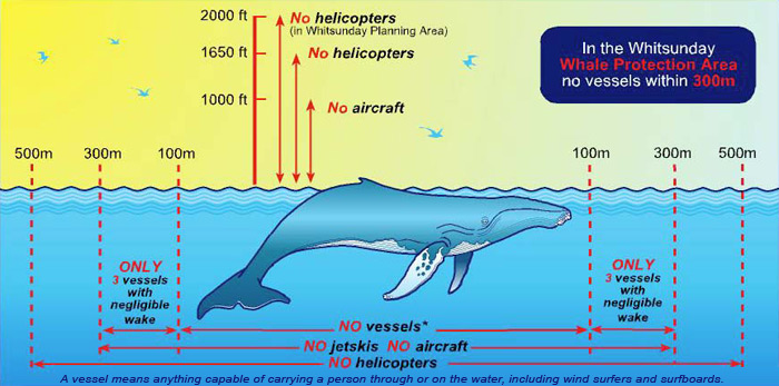 Whale Distance Regulations - No Vessels within 300m