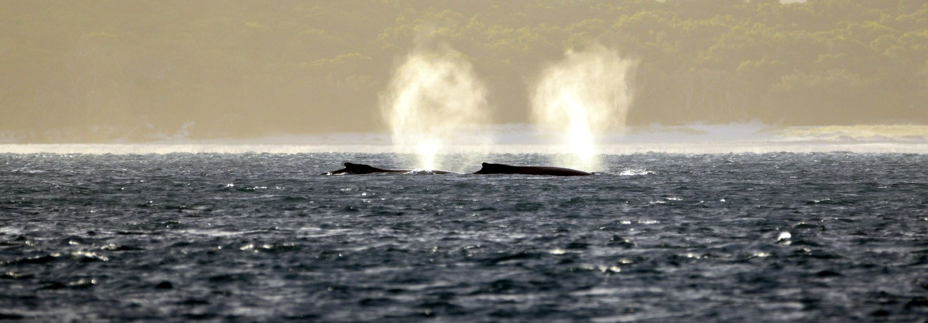 Winter is whale season in the Whitsundays, charter a bareboat and go whale watching at your leisure