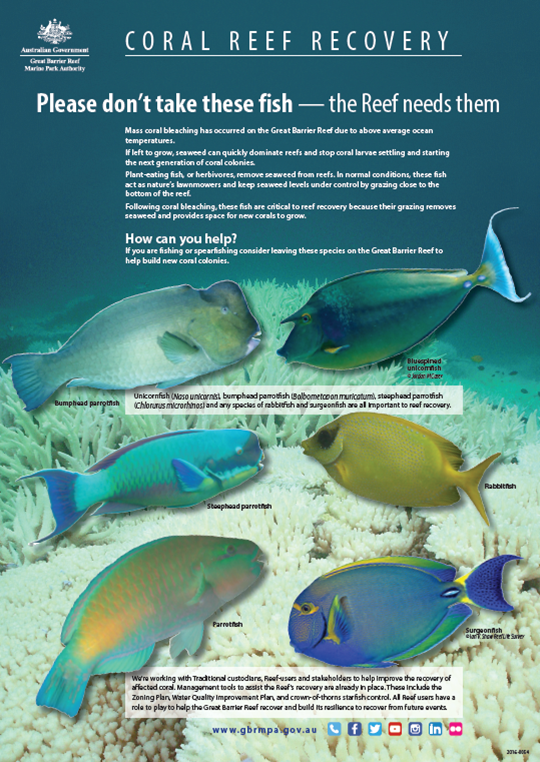 coral reef recovery parrotfish brochure